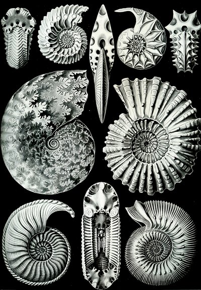 Ilustrace Ammonitida z "Art Forms of Nature" 1904 (litho) od Ernst (after) Haeckel