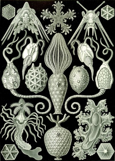 Ilustrace Amphoridea z "Art Forms of Nature" 1904 (litho) od Ernst (after) Haeckel