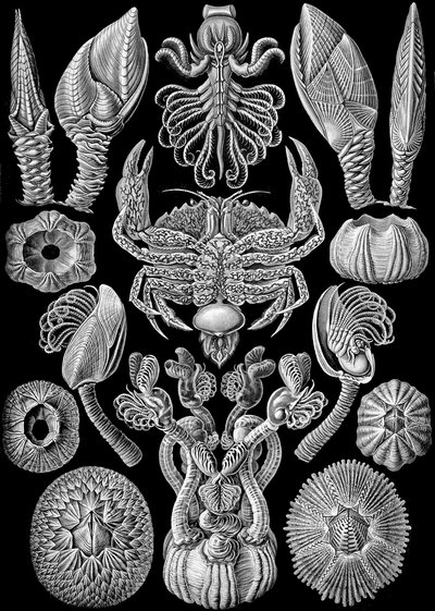 Ilustrace Cirripedia z "Art Forms of Nature" 1904 (litho) od Ernst (after) Haeckel
