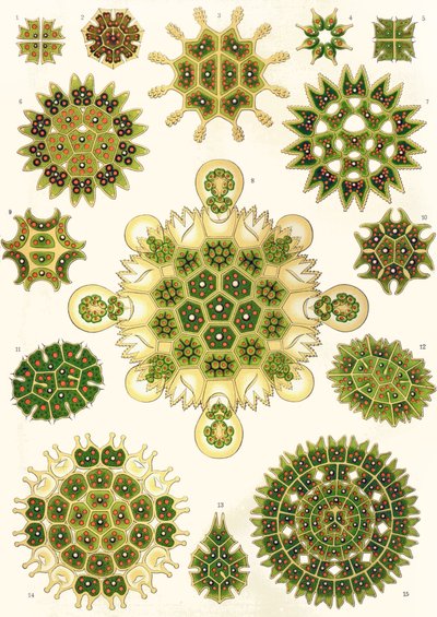 Odrůdy Pediastrum z "Umělecké formy přírody" od Ernst (after) Haeckel