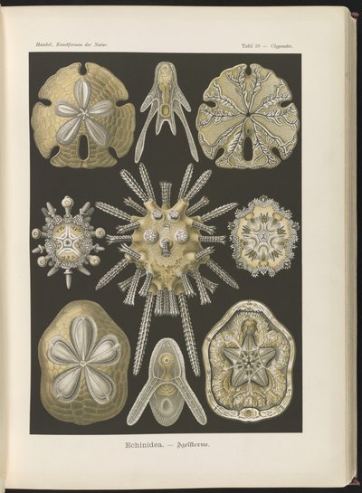 Echinidea: mořští ježci a mořské dolary od Ernst Haeckel