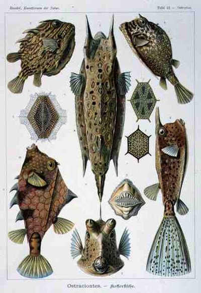 Ostraciontes, deska z Artforms of Nature od Ernst Haeckel