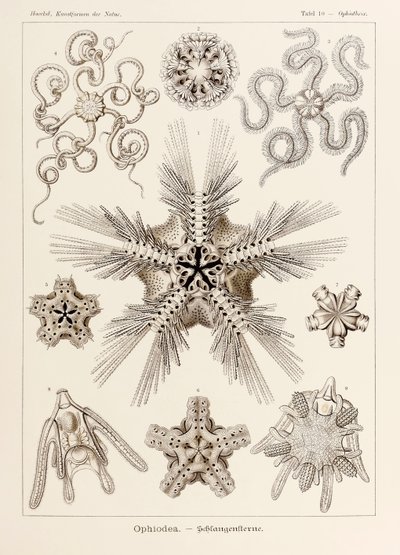 Talíř 10 Ophiothrix Ophiodea z „Kunstformen der Natur“ (Umělecké formy v přírodě) ilustrovaný Ernstem Haeckelem (1834-1919) od Ernst Haeckel