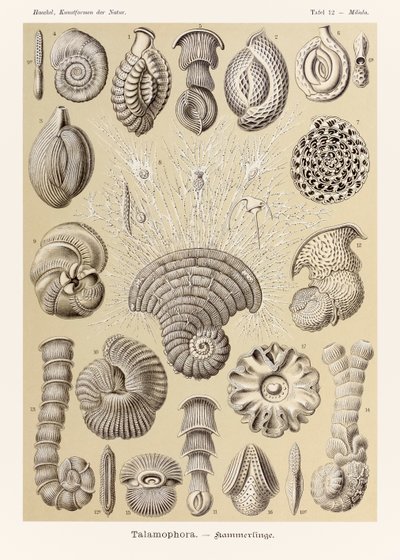 Talíř 12 Miliola Talamophora z „Kunstformen der Natur“ (Umělecké formy v přírodě) ilustrovaný Ernstem Haeckelem (1834-1919) od Ernst Haeckel