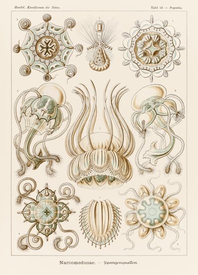 Talíř 16 Pegantha Narcomedusae z „Kunstformen der Natur“ (Umělecké formy v přírodě) ilustrovaný Ernstem Haeckelem (1834-1919) od Ernst Haeckel