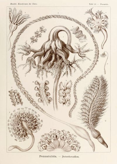 Talíř 19 Pennatula Pennatulida z „Kunstformen der Natur“ (Umělecké formy v přírodě) ilustrovaný Ernstem Haeckelem (1834-1919) od Ernst Haeckel