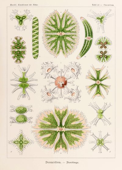 Talíř 24 ​​Staurastrum Desmidiea z „Kunstformen der Natur“ (Umělecké formy v přírodě) ilustrovaný Ernstem Haeckelem (1834-1919) od Ernst Haeckel