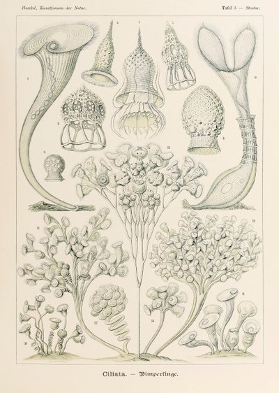 Talíř 3 Stentor Ciliata z „Kunstformen der Natur“ (Umělecké formy v přírodě) ilustrovaný Ernstem Haeckelem (1834-1919) od Ernst Haeckel
