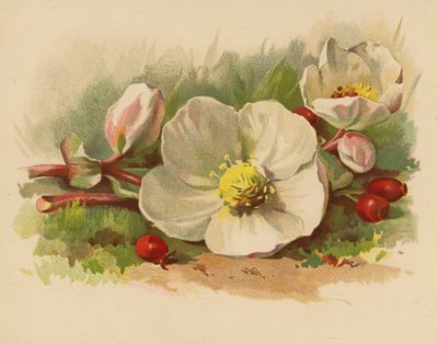 Vánoční růže a bobule (chromolitho) od Ethel C. Nisbet