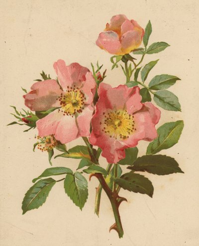 Psí růže (chromolitho) od Ethel C. Nisbet