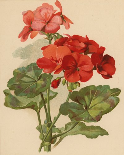 Geranium (chromolitho) od Ethel C. Nisbet