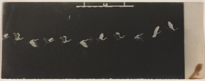 Chronofotografie létající volavky od Etienne Jules Marey