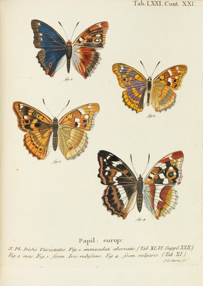 Motýli Motýli, 1777-1794. od Eugen Johann Christoph Esper