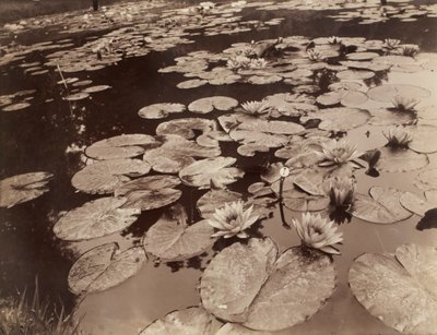 Lekníny (Bagatelle) od Eugène Atget