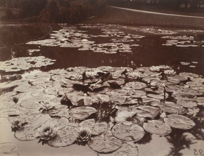Lekníny od Eugène Atget