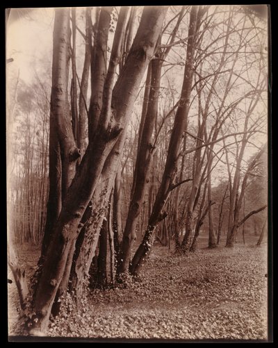  od Eugène Atget
