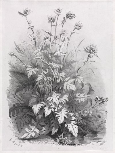 Skupiny různých rostlin nakreslených podle přírody: č. 7, 1848. od Eugene Bléry
