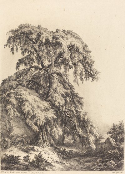 Jalovec strom od Eugene Bléry