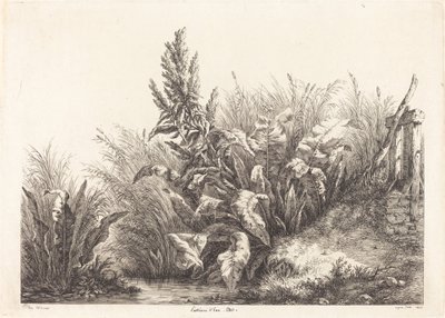 Water Patience, Study (Study of a Patience-Dock) od Eugene Bléry