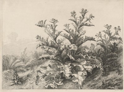 Bodlák velký (Le Grand Chardon) od Eugene Bléry