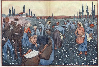 Pěstování bavlny, poblíž Orleanville, v údolí Chelif, Alžírsko. Ilustrace Damblans. V „Le Pelerin“ z 23. února od Eugene Damblans