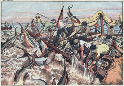 Lov tuňáků v Tunisku - Tuňák je chycen do poslední sítě známé jako „corpo“, je vylíhnut tesáky a zabouchnut do rybářské lodi. Ilustrace Damblans. V „Le Pelerin“ z 30. srpna od Eugene Damblans
