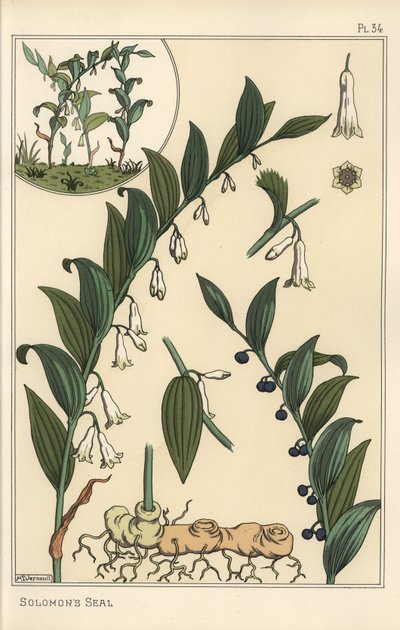 Botanická ilustrace pečeti šalamounské, Polygonatum multiflorum od Eugene Grasset