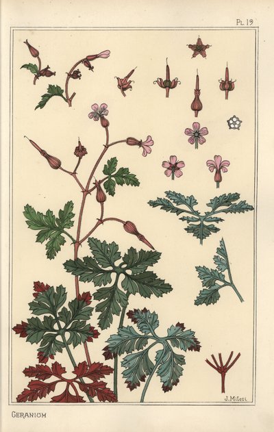 Botanická ilustrace květu pelargónie, okvětních lístků, listů od Eugene Grasset