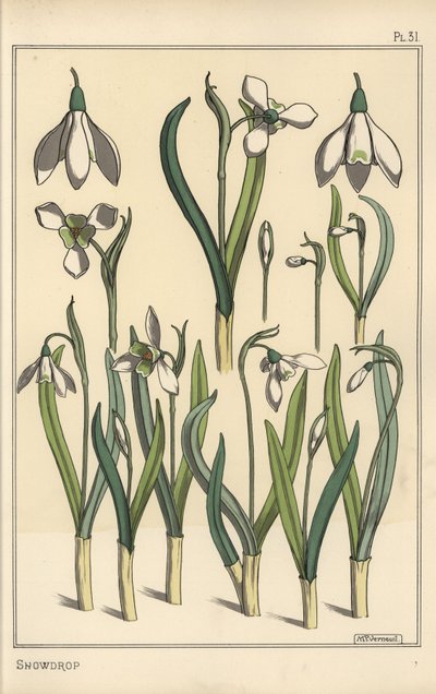 Botanická ilustrace sněženky, Galanthus nivalis od Eugene Grasset
