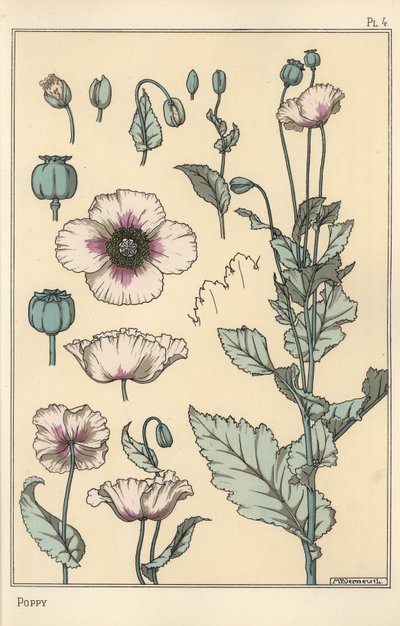 Botanická ilustrace máku, s částmi květů, lusk opia od Eugene Grasset