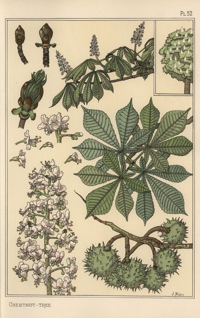 Botanická studie kaštanovníku od Eugene Grasset