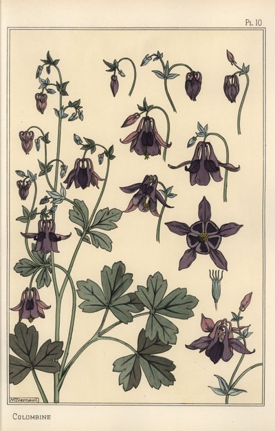Columbine, Aquilegia vulgaris, části květů od Eugene Grasset