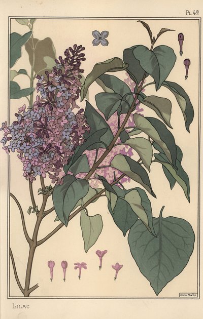 Botanická studie šeříku. od Eugene Grasset