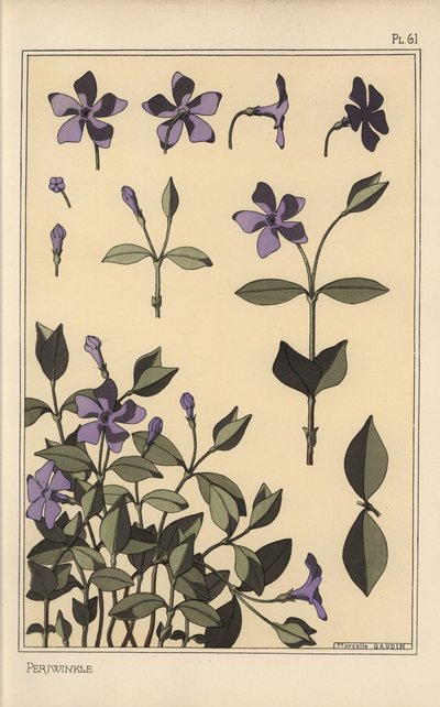 Botanická studie barvínku od Eugene Grasset