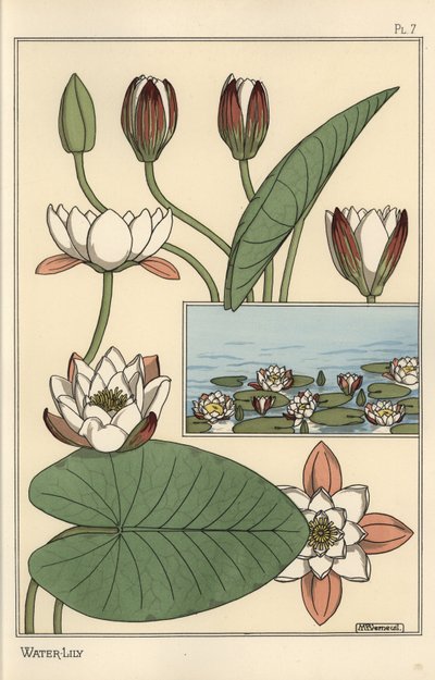 Leknín, Nelumbo lutea a části květin od Eugene Grasset