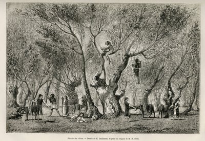 Sbírka oliv v oblasti Amphissa, kresba E. Guillauma, k ilustraci příběhu Henri Belle: Voyage en Greece od Eugene Guillaume