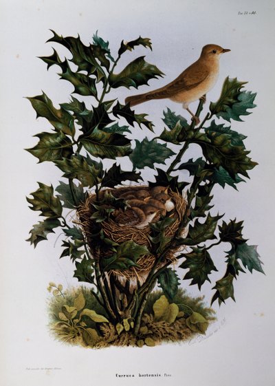 Pěnice zahradní (Sylvia hortensis), rytina Oscara Dresslera, z Přírodní historie ptáků, kteří hnízdí v Lombardii, Eugenio Bettoni (1845-1898), Itálie od Eugenio Bettoni, Oscar Dressler