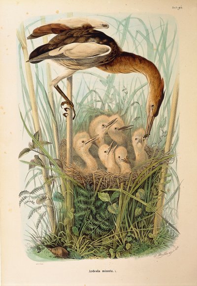 Ilustrace z knihy Eugenio Bettoni „Přírodní historie ptáků, kteří hnízdí v Lombardii“ představující bukače Ixobrychus minutus, od Oscara Dresslera od Eugenio Bettoni, Oscar Dressler