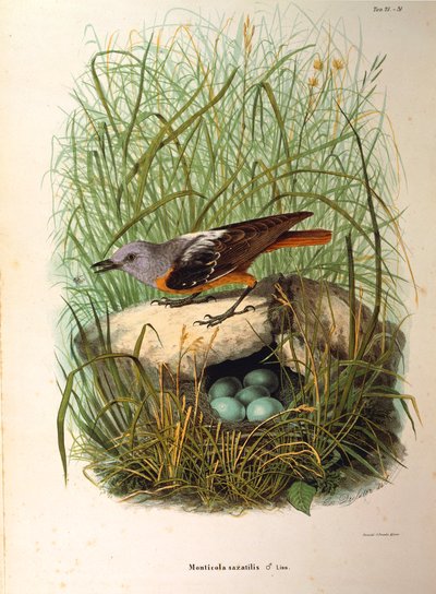Ilustrace z knihy Eugenio Bettoni "Přírodní historie ptáků, kteří hnízdí v Lombardii" představující samici drozda skalního Monticola saxatilis po hnízdě, od Oscara Dresslera od Eugenio Bettoni, Oscar Dressler