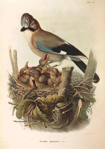 Ilustrace z knihy Eugenio Bettoni "Přírodní historie ptáků, kteří hnízdí v Lombardii" představující euroasijský Jay Garrulus glandarius, od Oscara Dresslera od Eugenio Bettoni, Oscar Dressler