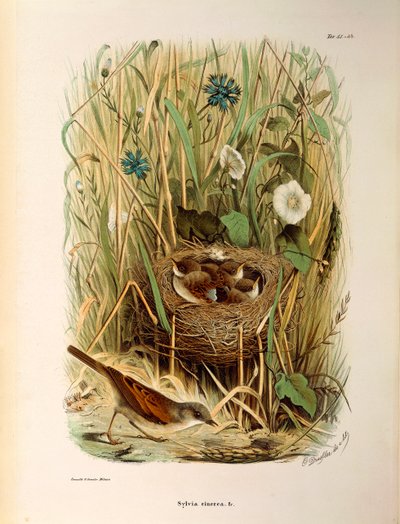 Ilustrace z knihy Eugenio Bettoni „Přírodní historie ptáků, kteří hnízdí v Lombardii“ představující bělorušku Sylvia communis nebo cinerea, od Oscara Dresslera od Eugenio Bettoni, Oscar Dressler