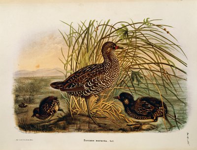 Ilustrace z knihy Eugenio Bettoni „Přírodní historie ptáků, kteří hnízdí v Lombardii“ představující chřástala skvrnitého Porzana porzana, od Oscara Dresslera od Eugenio Bettoni, Oscar Dressler