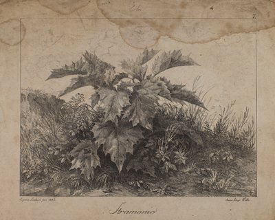 Stramonium od Eugenio Landesio