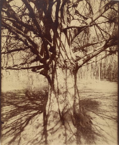 Strom (Garche) Buk od Eugène Atget