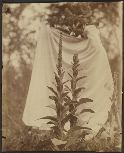 Bouillon Blanc (Mullein Plant) od Eugène Atget