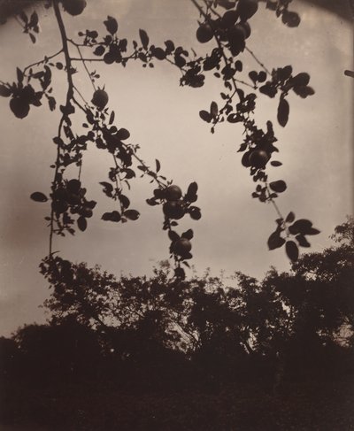 větev jabloně od Eugène Atget