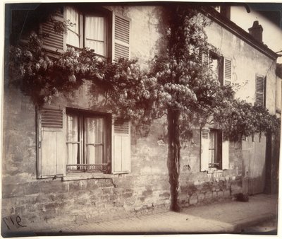 Glycin (Wisteria), Ch?tillon od Eugène Atget