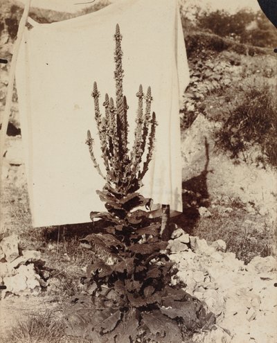 Mullein in Bloom od Eugène Atget