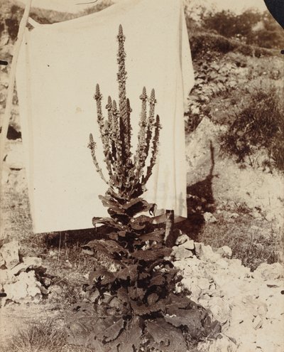 Mullein in Bloom, c. 1897-1899. od Eugène Atget