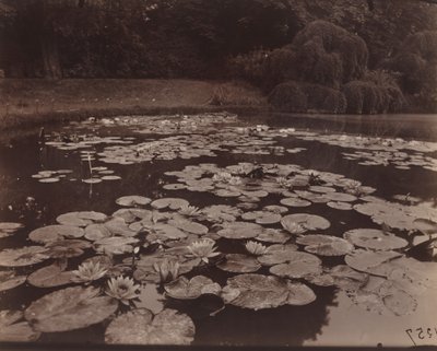 Lekníny (Bagatelle) od Eugène Atget